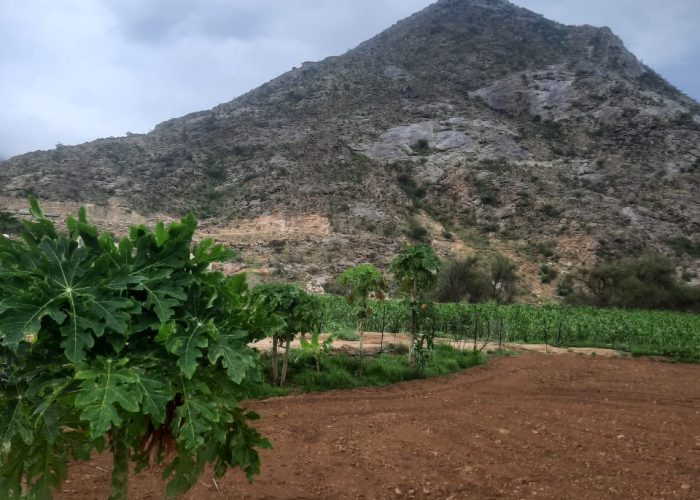 WhatsApp-Image-2024-08-11-at-4.35.26-PM-1